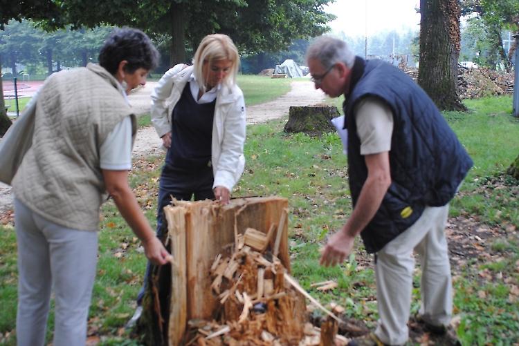 Prosegue la messa in sicurezza degli alberi al Campo Scuola