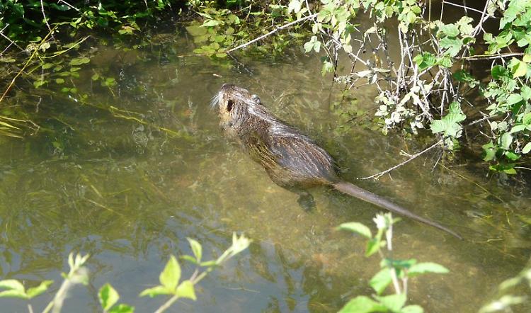 Nutrie, Comune condannato: ricorso vinto dagli animalisti