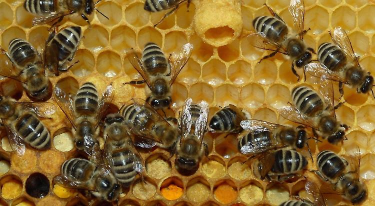 Bambini assaliti dalle api: punture, grida e fuggi fuggi