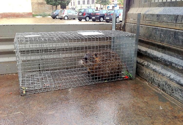 Nutria catturata in una via del centro