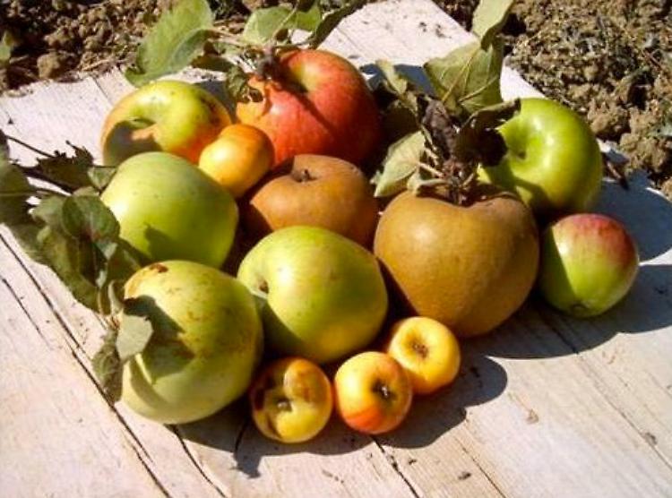 Castello dei Frutti Antichi: piante, fiori e frutti dimenticati