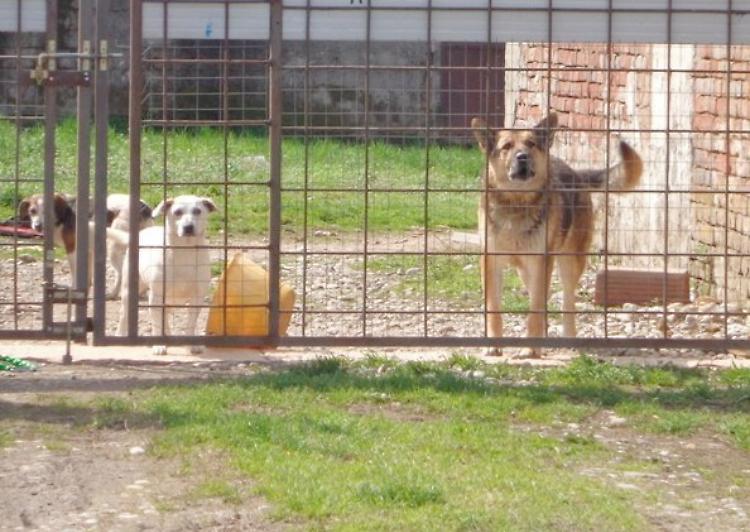 cani