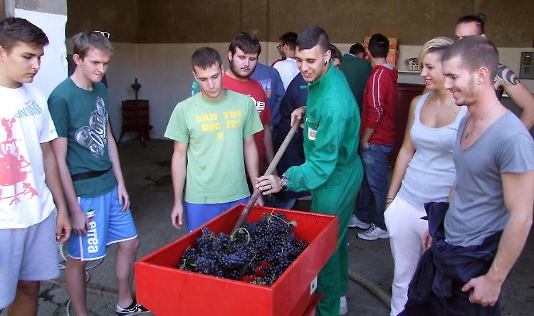 Stanga a lezione di vendemmia