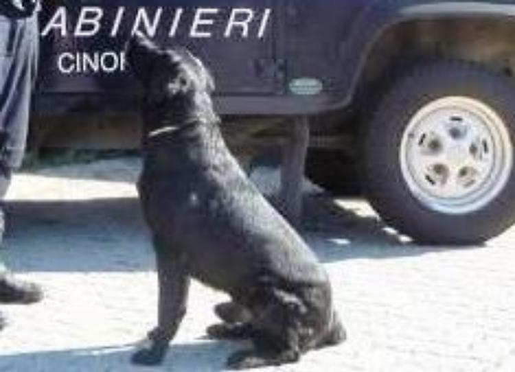 Operazione 'Baraonda': altri due arresti 