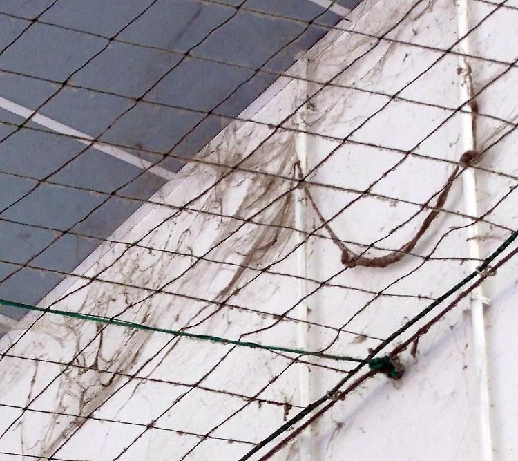Palestra insicura, protesta delle mamme del minibasket