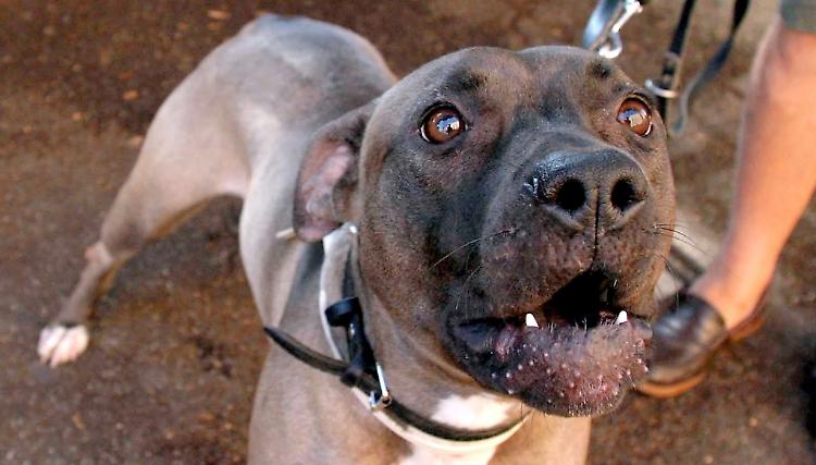 Cagnolino ucciso da due pitbull