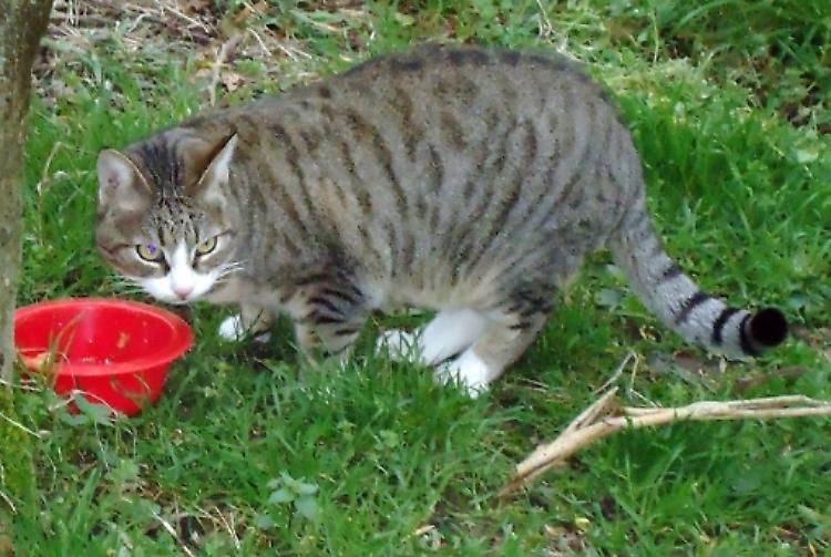 Gli uccidono il gatto, mette una taglia di 500 euro 