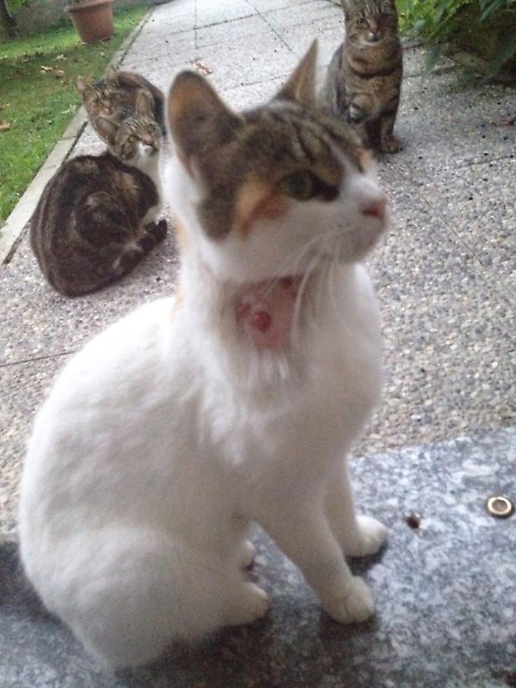 Impallinati i gatti della colonia