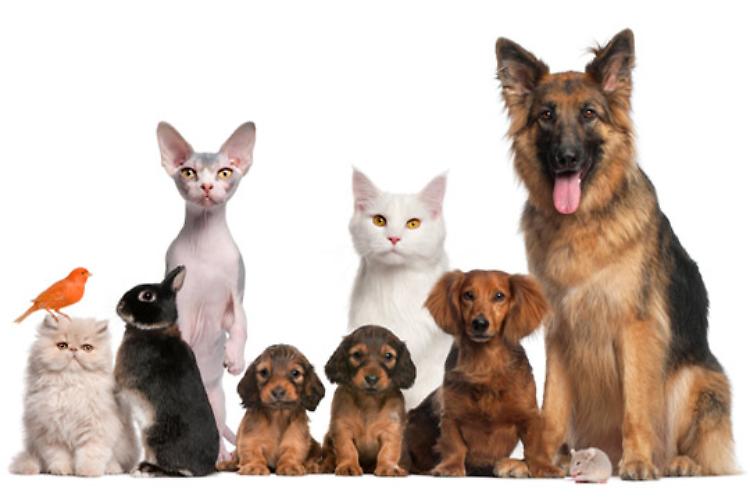 PetsFestival nel weekend a Piacenza