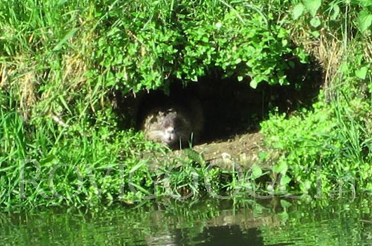Eradicazione delle nutrie, via libera dalla commissione