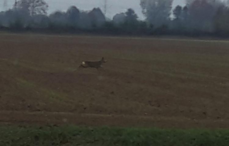 Capriolo 'catturato' da un obiettivo