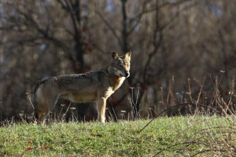 Lupo azzanna veste a bimba in villaggio turistico salentino