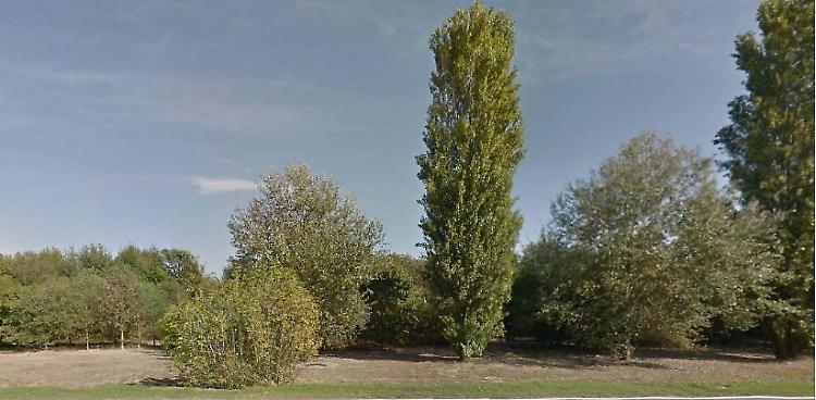 Cinquanta nuove piante al bosco filtro Tamoil