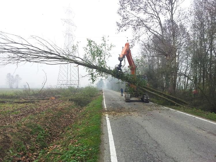 'Piante  malate', maxi intervento di disboscamento