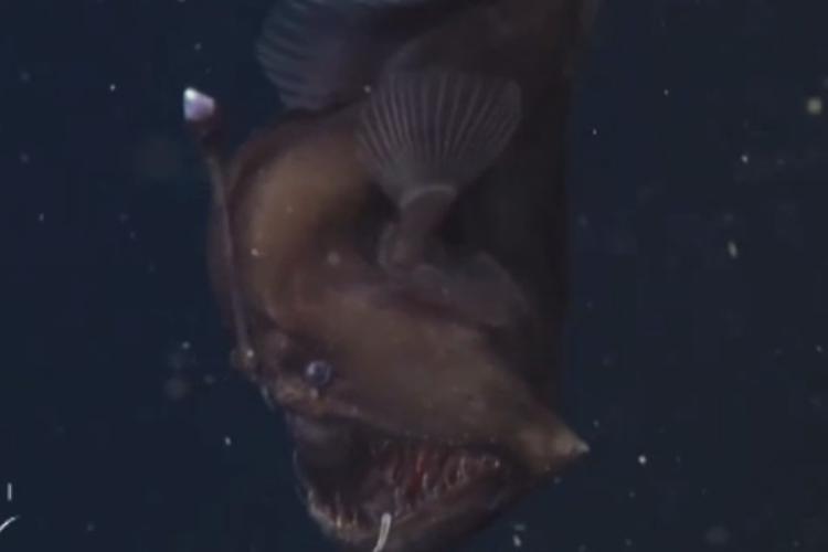 California, raro filmato del diavolo nero degli abissi