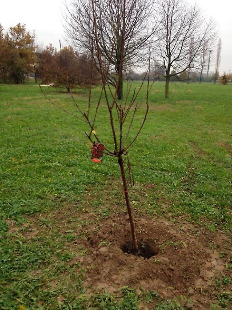 Rubano anche gli alberi da frutto