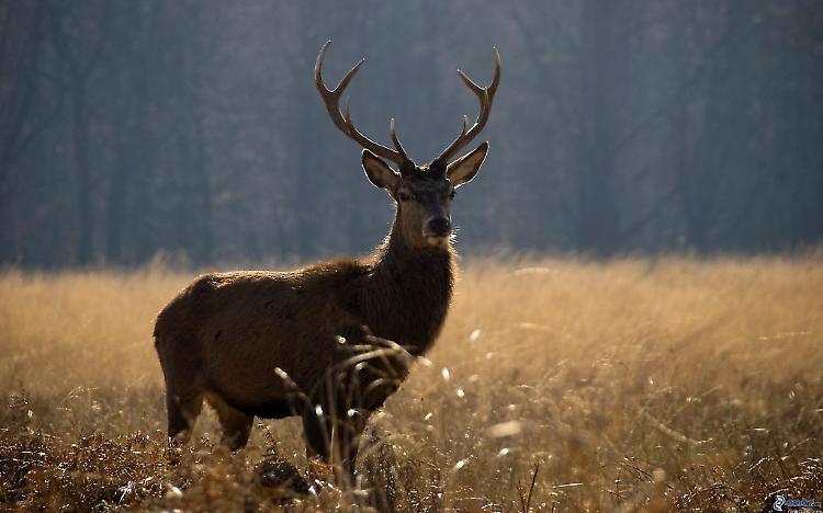 'Cervo attraversa via Brescia', sorpresa per un veterinario