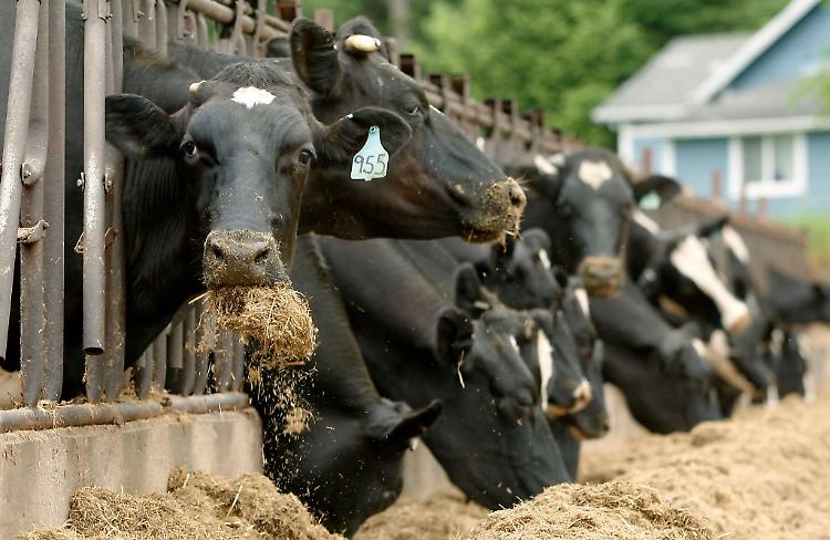 Picchia una mucca con un tubo e la uccide, denunciato mungitore indiano