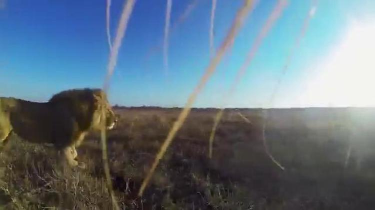 La passeggiata nella savana vista dalle fauci del leone