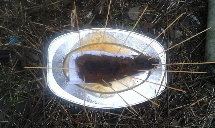 Cibo infilzato con 12 stecchini, è mistero 