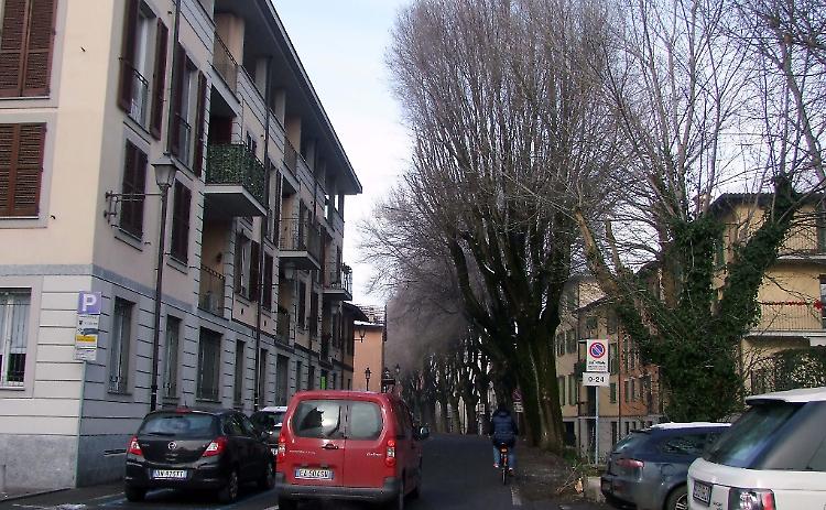Rami ‘pericolosi’ in via Griffini