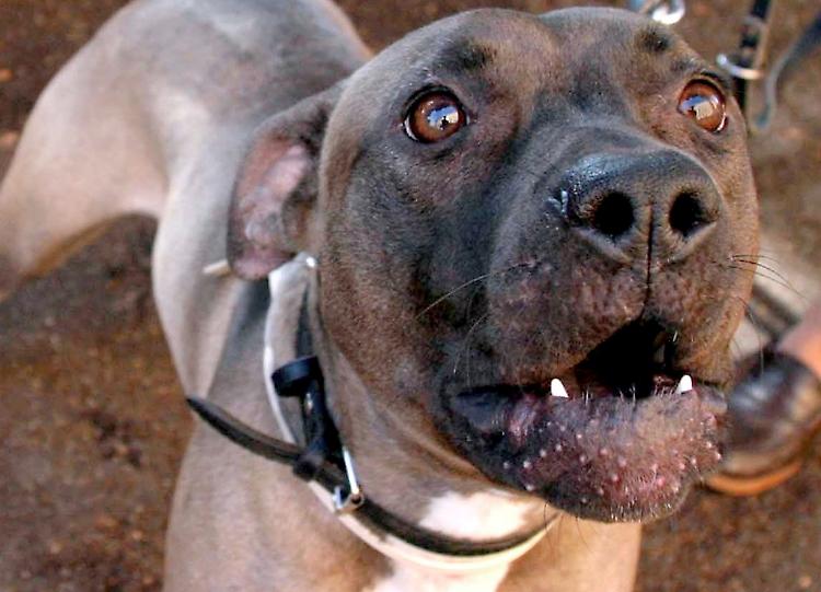 Lotte tra cani, tracce in Internet