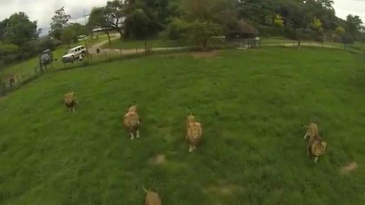 Drone precipita tra i leoni