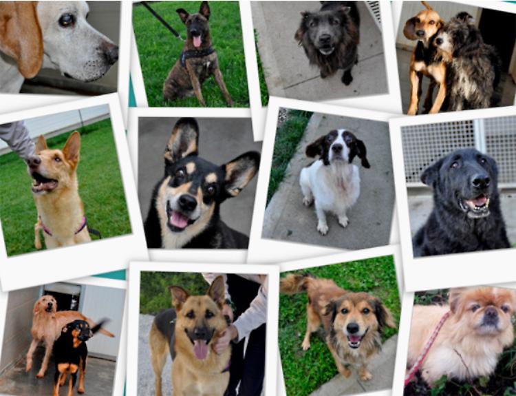 ‘Fido’ in cerca di casa Un aiuto viene dal web