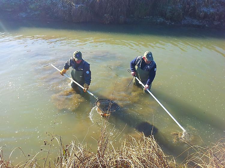 Si rompe un collettore fognario, muoiono 4 quintali di pesce