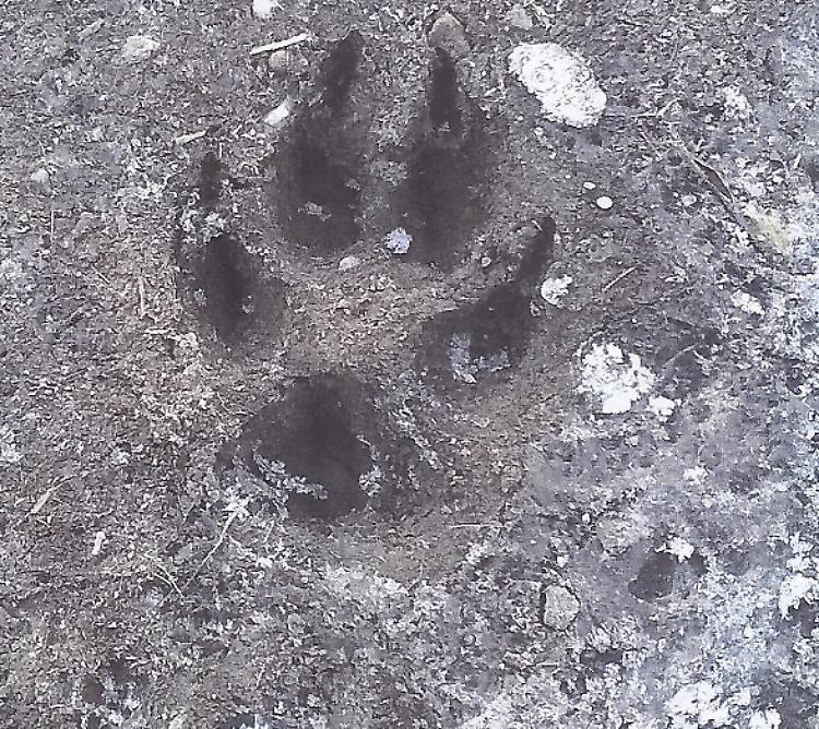 Impronta misteriosa lungo l'Oglio, sono tornati i lupi?