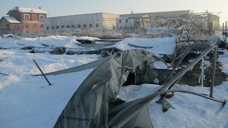 Vivaisti in ginocchio  per  la neve