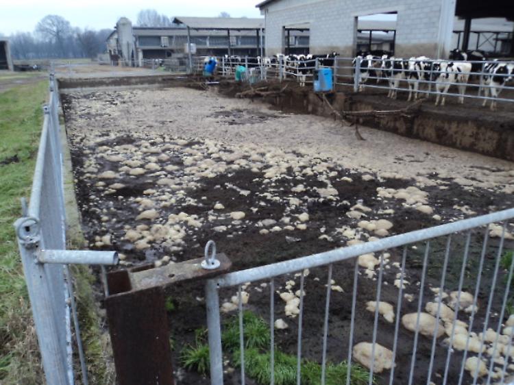 Lago di reflui scoperto dai forestali, denunciato un allevatore