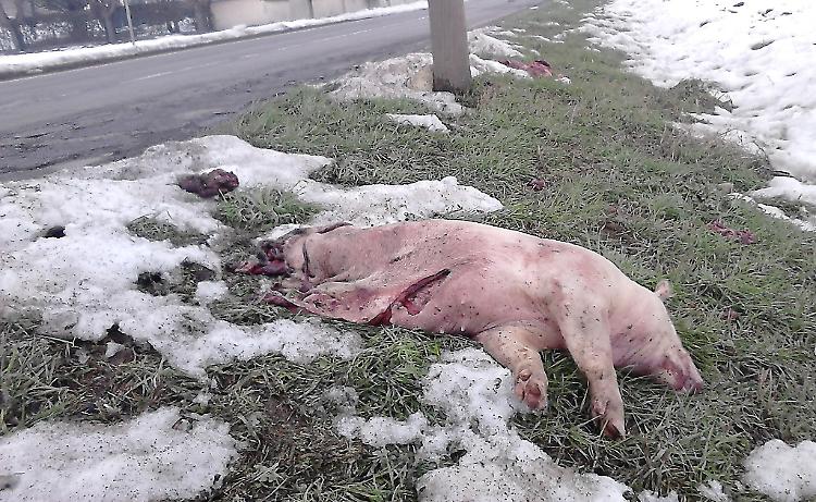 Carcassa di maiale in strada, pericolo per gli automobilisti