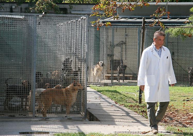 Uccisero cani, condannate Cheti Nin e due volontarie del canile