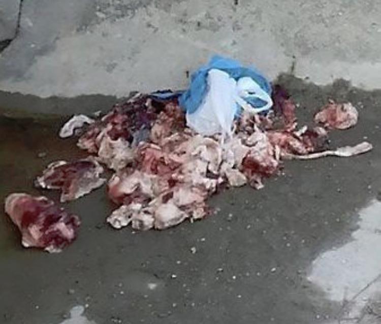 Scarti di macellazione nel canale ad Agoiolo