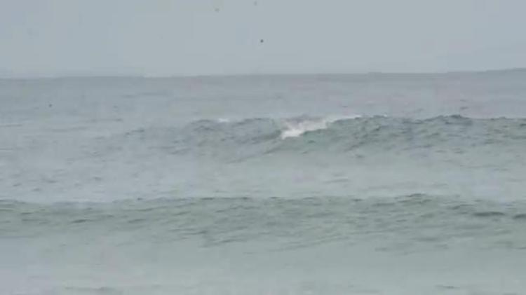 Australia, show in mare: surfisti e delfini insieme sulla cresta dell'onda