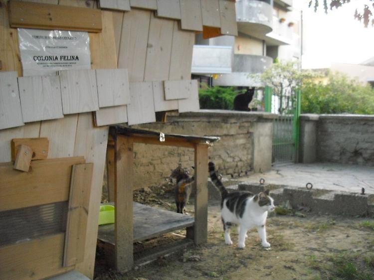 Case dei gatti in centro: 'Ora adeguate condizione igieniche'