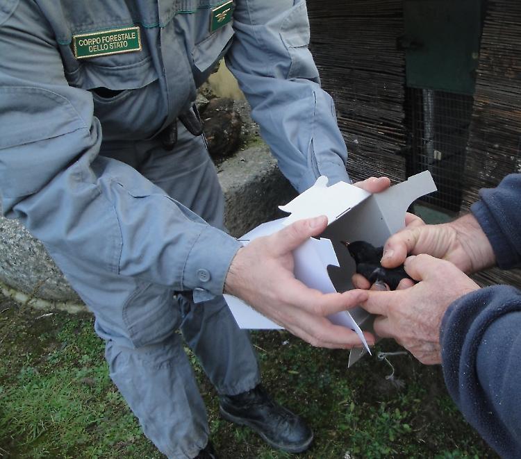 Deteneva uccelli selvatici in una voliera: denunciato dal Corpo forestale