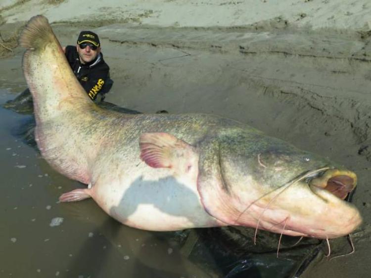 Nel Po pescato un pesce siluro di 127 chili e 2,67 metri