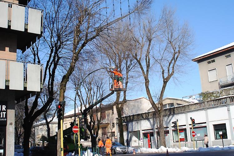 Già 8mila gli alberi messi in sicurezza