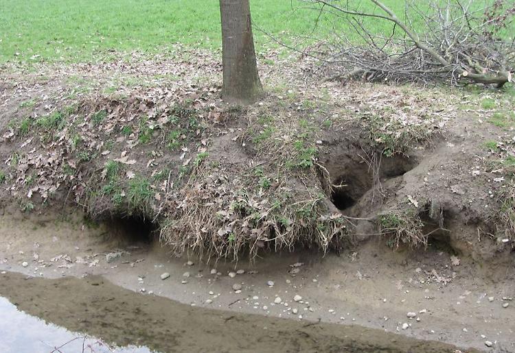 Approvata la legge anti nutrie