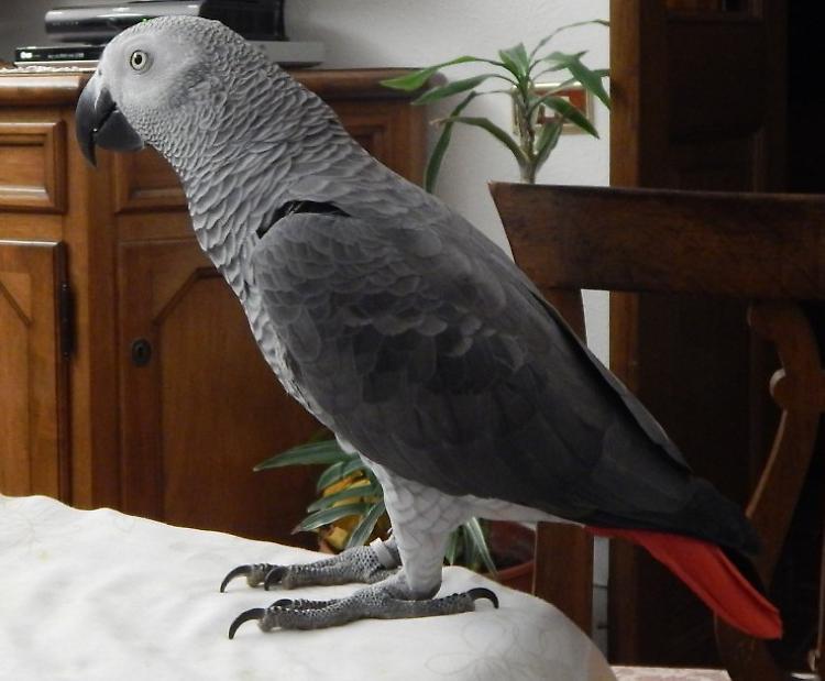Fuga con lieto fine per il pappagallo Pippo