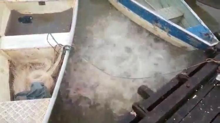 Brasile, il pasto dei piranha: l'acqua brulica di pesci famelici
