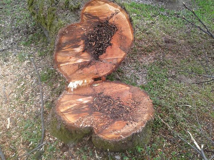 Addio ai tigli centenari