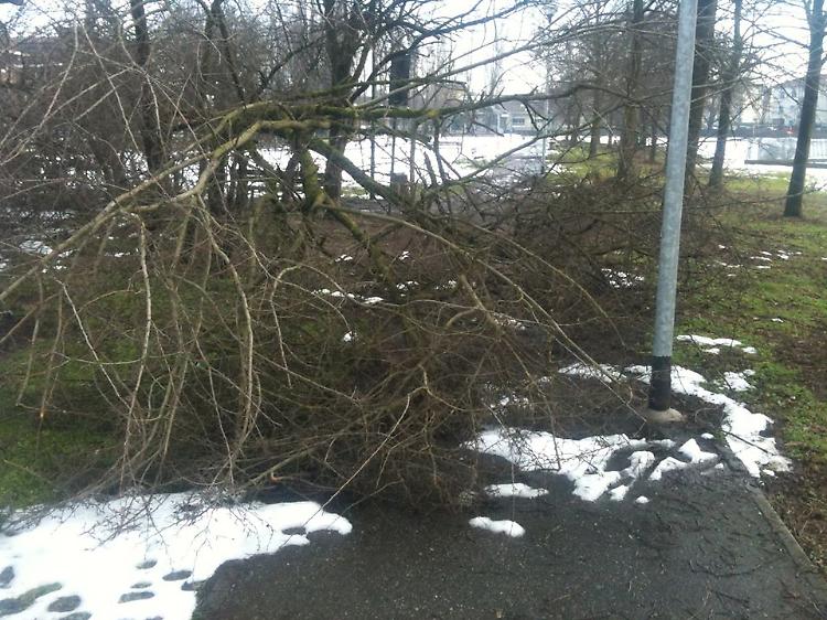 Post nevicata, a terra 1000 tonnellate di alberi e rami: raccolta ancora in corso