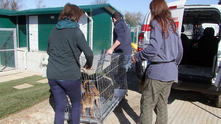 'Cani al sole e in gabbie non adeguate'