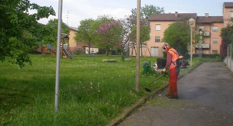 In città erba alta come nella savana
