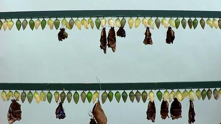 Il fascino della trasformazione: da crisalidi a farfalle