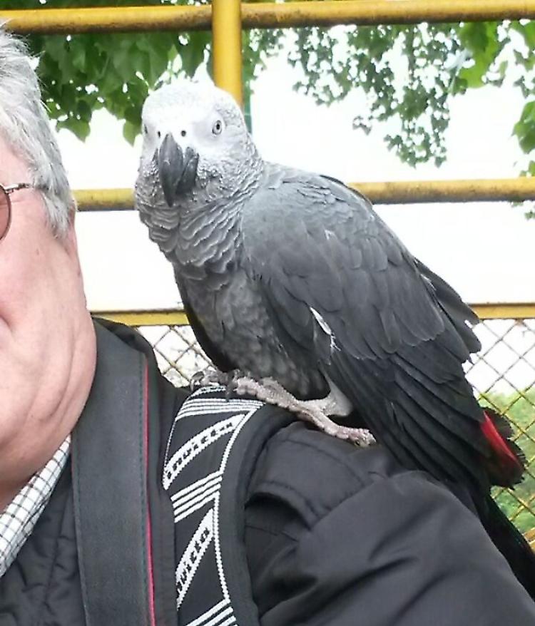 Un pappagallo al Campo Scuola, si cerca il proprietario