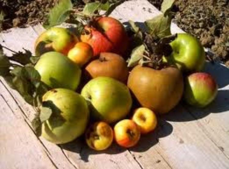 Frutti antichi e Festival dell'asparago  al Castello di Paderna (PC)